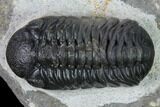 Nice, Austerops Trilobite - Visible Eye Facets #165900-2